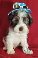 Emmett, a male Miniature Schnauzer for sale in Fairhope, AL – Photo 5 of 7