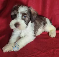 Emmett, a male Miniature Schnauzer for sale in Fairhope, AL – Photo 1 of 7