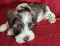 Emmett, a male Miniature Schnauzer for sale in Fairhope, AL – Photo 6 of 7