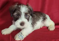 Emmett, a male Miniature Schnauzer for sale in Fairhope, AL – Photo 7 of 7