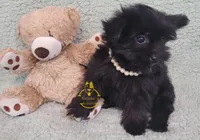 Dot, a female Pomeranian and Yorkshire Terrier for sale in Fairhope, AL – Photo 3 of 6