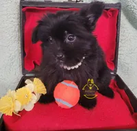 Dot, a female Pomeranian and Yorkshire Terrier for sale in Fairhope, AL – Photo 6 of 6