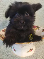 Dot, a female Pomeranian and Yorkshire Terrier for sale in Fairhope, AL – Photo 5 of 6