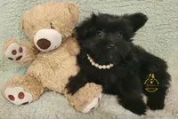 Dot, a female Pomeranian and Yorkshire Terrier for sale in Fairhope, AL – Photo 4 of 6