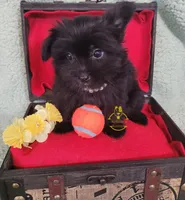 Dot, a female Pomeranian and Yorkshire Terrier for sale in Fairhope, AL – Photo 2 of 6