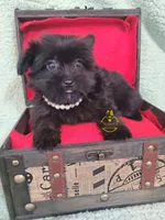 Dot, a female Pomeranian and Yorkshire Terrier for sale in Fairhope, AL – Photo 1 of 6