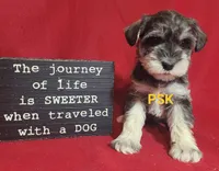 Murphy, a male Miniature Schnauzer for sale in Fairhope, AL – Photo 2 of 8