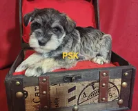 Murphy, a male Miniature Schnauzer for sale in Fairhope, AL – Photo 6 of 8