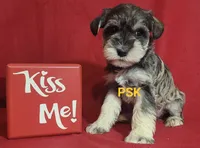 Murphy, a male Miniature Schnauzer for sale in Fairhope, AL – Photo 7 of 8