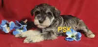 Murphy, a male Miniature Schnauzer for sale in Fairhope, AL – Photo 8 of 8