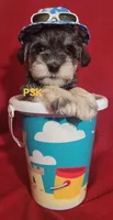 Murphy, a male Miniature Schnauzer for sale in Fairhope, AL – Photo 4 of 8