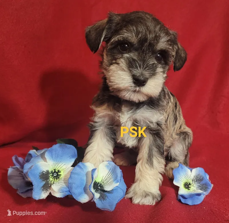 Murphy, a male Miniature Schnauzer for sale in Fairhope, AL – Photo 1 of 8