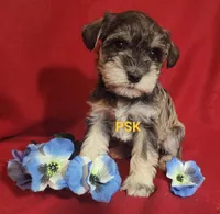 Murphy, a male Miniature Schnauzer for sale in Fairhope, AL – Photo 1 of 8