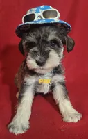 Murphy, a male Miniature Schnauzer for sale in Fairhope, AL – Photo 5 of 8