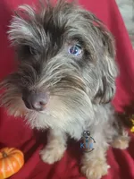 Forrest, a male Miniature Schnauzer for sale in Fairhope, AL – Photo 5 of 5