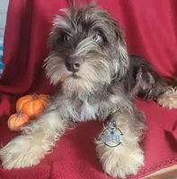 Forrest, a male Miniature Schnauzer for sale in Fairhope, AL – Photo 2 of 5