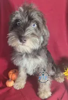 Forrest, a male Miniature Schnauzer for sale in Fairhope, AL – Photo 1 of 5