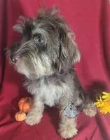 Forrest, a male Miniature Schnauzer for sale in Fairhope, AL – Photo 4 of 5