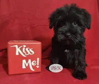 Tess, a female Miniature Schnauzer for sale in Fairhope, AL – Photo 5 of 6