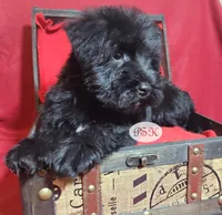 Tess, a female Miniature Schnauzer for sale in Fairhope, AL – Photo 4 of 6