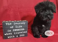 Tess, a female Miniature Schnauzer for sale in Fairhope, AL – Photo 6 of 6