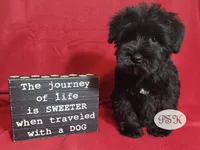 Tess, a female Miniature Schnauzer for sale in Fairhope, AL – Photo 3 of 6