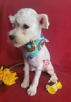 Dolly, a female Miniature Schnauzer for sale in Fairhope, AL – 4 of 9