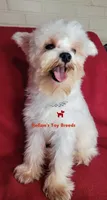 Dolly, a female Miniature Schnauzer for sale in Fairhope, AL – 3 of 8