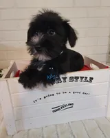 Sweetie, a female Miniature Schnauzer for sale in Fairhope, AL – Photo 5 of 6