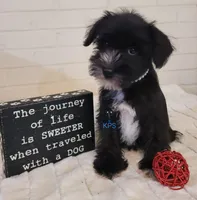 Sweetie, a female Miniature Schnauzer for sale in Fairhope, AL – Photo 3 of 6