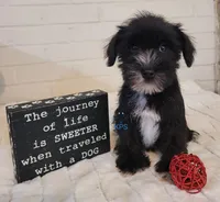 Sweetie, a female Miniature Schnauzer for sale in Fairhope, AL – Photo 4 of 6