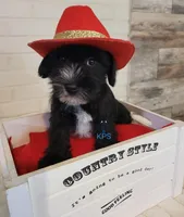 Sweetie, a female Miniature Schnauzer for sale in Fairhope, AL – Photo 6 of 6