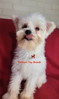 Dolly, a female Miniature Schnauzer for sale in Fairhope, AL – 7 of 8