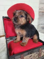 Porthos -- AKC, a male Yorkshire Terrier for sale in Fairhope, AL – Photo 4 of 4