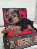 Porthos -- AKC, a male Yorkshire Terrier for sale in Fairhope, AL – Photo 1 of 4