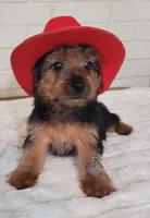 Porthos -- AKC, a male Yorkshire Terrier for sale in Fairhope, AL – Photo 2 of 4