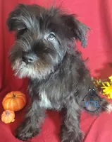 Night, a female Miniature Schnauzer for sale in Fairhope, AL – Photo 2 of 8