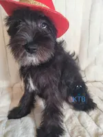 Night, a female Miniature Schnauzer for sale in Fairhope, AL – Photo 8 of 8