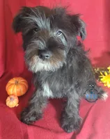 Night, a female Miniature Schnauzer for sale in Fairhope, AL – Photo 3 of 8