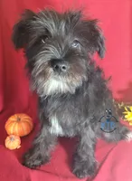 Night, a female Miniature Schnauzer for sale in Fairhope, AL – Photo 4 of 8