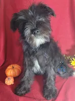 Night, a female Miniature Schnauzer for sale in Fairhope, AL – Photo 5 of 8
