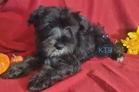 Night, a female Miniature Schnauzer for sale in Fairhope, AL – Photo 6 of 8