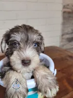 Fritz, a male Miniature Schnauzer for sale in Fairhope, AL – Photo 3 of 8