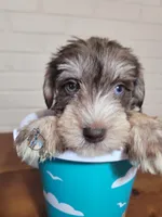 Fritz, a male Miniature Schnauzer for sale in Fairhope, AL – Photo 2 of 8