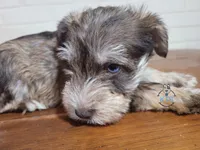 Fritz, a male Miniature Schnauzer for sale in Fairhope, AL – Photo 7 of 8