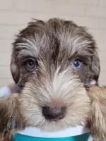 Fritz, a male Miniature Schnauzer for sale in Fairhope, AL – Photo 5 of 8