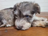 Fritz, a male Miniature Schnauzer for sale in Fairhope, AL – Photo 4 of 8