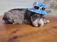 Fritz, a male Miniature Schnauzer for sale in Fairhope, AL – Photo 8 of 8