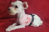 Dolly, a female Miniature Schnauzer for sale in Fairhope, AL – 1 of 9