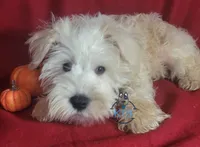 Puff, a female Miniature Schnauzer for sale in Fairhope, AL – Photo 1 of 7